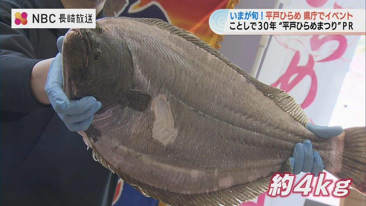 脂！甘い！大きい！「平戸ひらめ」お披露目会 | 長崎のニュース | 天気