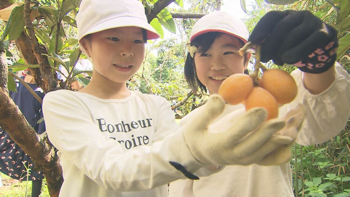 児童がビワ約500個を収穫 道の駅たのうららで販売へ 大分 | 大分の