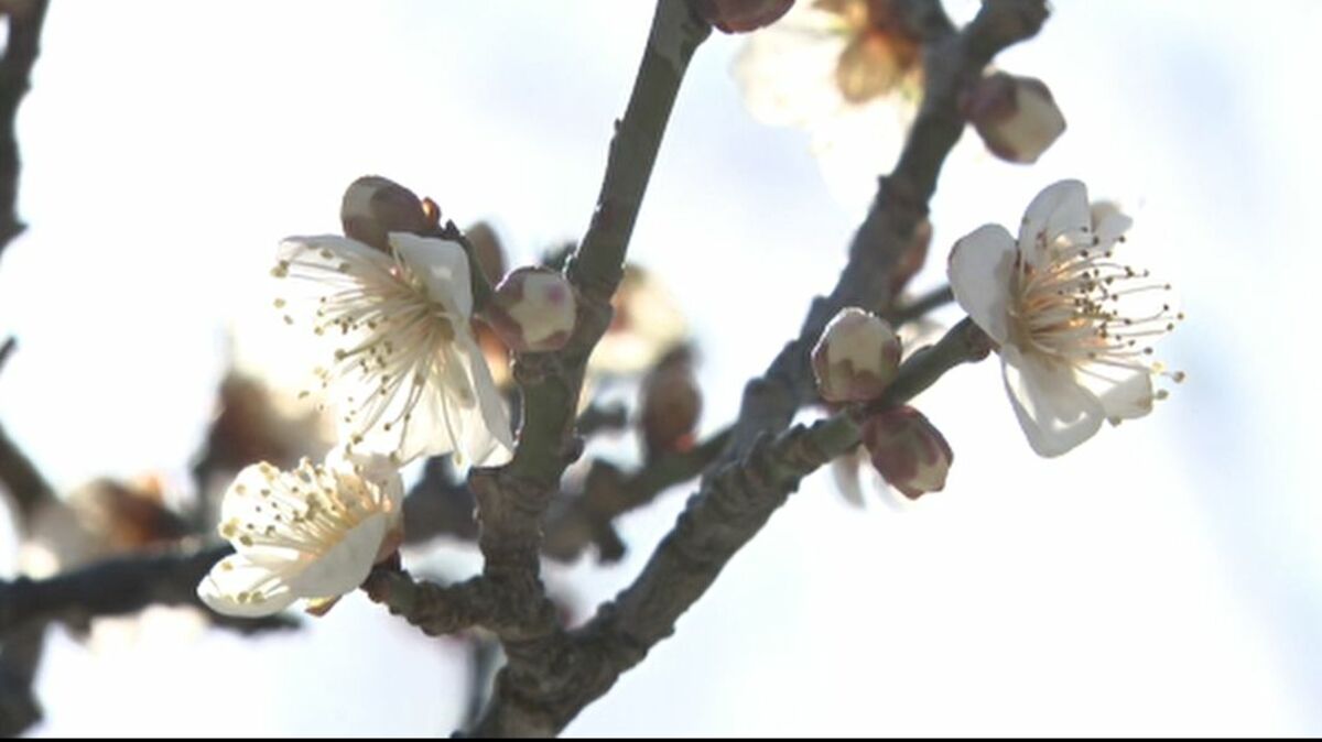 今年一番の暖かさ 石川・小松17度、金沢16.5度 兼六園「梅ほころぶ