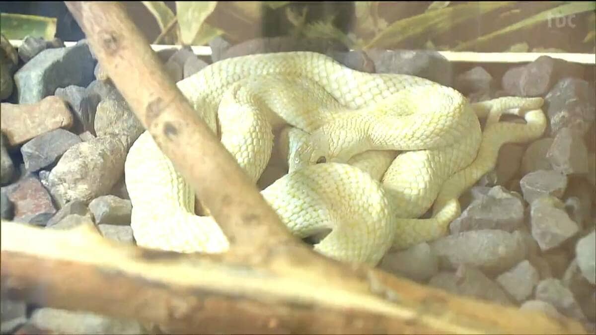 あんなに白くてきれいなヘビがいるなんて」金運もたらす縁起物“岩国の