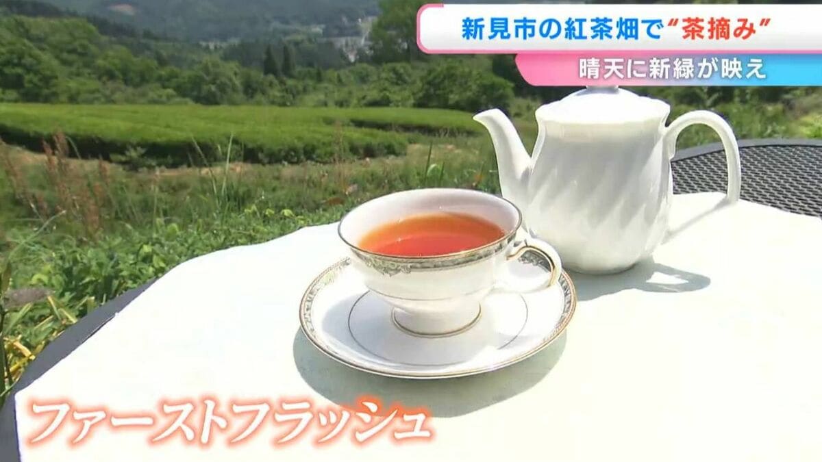 紅茶農園で「茶摘み」始まる　葉を一つずつ見極めながら丁寧に手作業で収穫【岡山・新見市】