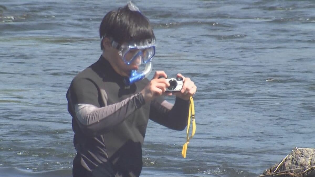 アユ漁解禁を前に生育状況調査　例年並みの生育確認　大分・日田市