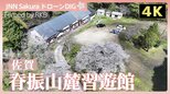 【4K】山間の廃校の一本桜【JNN sakuraドローンDIG 2026】|TBS NEWS DIG