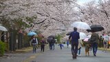 約550本のサクラが満開　4年ぶりに「桜まつり」開催　　|　山梨のニュース | ＵＴＹテレビ山梨