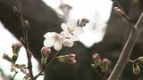 岡山で桜開花 平年と同じで去年より2日早い開花 岡山地方気象台 満開は約1週間後の見込み【岡山】|TBS NEWS DIG