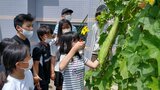 長さ75センチの大きなものも 小学生が苗から栽培したヘチマを収穫 たわしづくりに挑戦 | 大分のニュース|OBS NEWS|大分放送