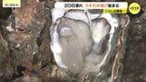 「水温下がることを期待」カキの水揚げ始まる　猛暑の影響で例年より20日遅れ　広島・東広島市　|　RCC NEWS | 広島ニュース | RCC中国放送