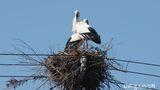 香川県で初 国の特別天然記念物コウノトリのヒナがまんのう町で誕生 離れた場所からの観察を呼びかけ|TBS NEWS DIG