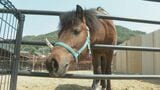 徳山動物園に若いポニーが仲間入り さっそく園児の人気者に|TBS NEWS DIG