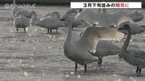 今季一番の冷え込みも３月下旬並みの陽気に　最高気温１４℃予想　富山市ではハクチョウの群れが羽休める　|　富山のニュース｜天気・防災｜チューリップテレビ