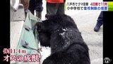 八戸市でクマの目撃相次ぎ４日で１１件　小中学校では登校制限広がる　青森県　|　青森のニュース│ATV NEWS│青森テレビ