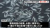【詳報】「川一面に白い魚が…」数十万匹の魚が川で大量死　潮の干満による酸欠が原因か＝浜松・西区|TBS NEWS DIG