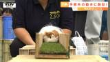 動物園VS動物海洋専門学校 火花を散らすモルモットレース! 勝敗を当てたボーナスは…〇〇〇〇へのエサやり!!(山形・河北町) | 山形のニュース│TUYテレビユー山形