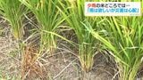 少雨の北薩・伊佐市のコメ農家「雨は欲しいが別な心配事が出てくる」|TBS NEWS DIG