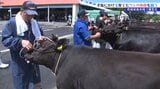 畜産農家が手塩にかけて育てた牛の体の大きさや美しさを競う 江刺家畜共進会|TBS NEWS DIG