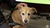 10歳の元保護犬・嘱託警察犬の大ちゃん 再びお手柄！枕カバーのにおい頼りに高齢女性を無事発見　行方不明者の発見は２回目|TBS NEWS DIG