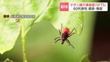 北海道でマダニ媒介「重症熱性血小板減少症候群」感染を初確認 頭痛や下痢などの症状で入院の60代男性回復へ | 北海道のニュース|HBC北海道放送