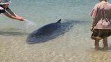 クジラが海浜公園に迷い込む　沖に帰すも再び海岸へ　その後死ぬ　山口県下関市　|　山口のニュース・天気・防災｜tys NEWS｜ｔｙｓテレビ山口