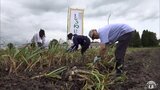「自分で掘った新鮮なニンニクで料理ができたら」青森県藤崎町でニンニク収穫体験|TBS NEWS DIG