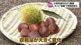 「収益も上がっている」クリ農家の"意外な副業"釣り堀・ピザ・川サウナまで? | MRTニュース | MRT宮崎放送