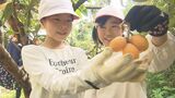 児童がビワ約500個を収穫 道の駅たのうららで販売へ 大分 | 大分のニュース|OBS NEWS|大分放送