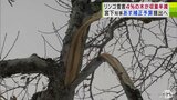 今冬の“豪雪”による“リンゴ雪害”4%の木が秋の収穫量が「半減」の見込み 青森県・宮下宗一郎知事「今定例会の会期中における補正予算対応も含め検討」被害農家への早急な支援に乗り出す考え示す | 青森のニュース│ATV NEWS│青森テレビ