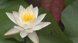 岡藩主おたまや公園でスイレン見頃 大分・竹田市 | 大分のニュース|OBS NEWS|大分放送