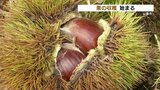 食欲の秋がやってくる! 西日本一の『栗』生産地で収穫シーズン到来 熊本・山鹿市 | 熊本のニュース|RKK NEWS|RKK熊本放送