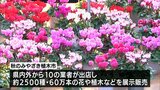 約2500種 60万本の花や植木を展示販売 恒例「秋のみやざき植木市」 宮崎神宮東神苑で12月1日まで | MRTニュース | MRT宮崎放送