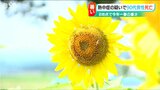 津南町の96歳男性が熱中症の疑いで死亡 連日“厳しい暑さ”が続く新潟県内 26日も熱中症に注意を|TBS NEWS DIG