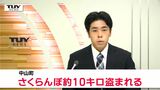 赤い宝石が盗まれる　紅秀峰およそ10キロ時価5万円相当　今シーズン県内で3件目のさくらんぼ盗難被害　周囲はネットで囲むも破られた跡なし（山形・中山町）　|　山形のニュース│TUYテレビユー山形