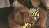 「殺処分を減らしたい」 捨てられた犬…触れ合えるイベント開催 大分 | 大分のニュース|OBS NEWS|大分放送