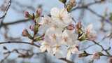 「いっぱい咲いていてきれい」福岡の桜 4月上旬が見頃 開花した25日、名所・舞鶴公園では早くも「お花見客」 | 福岡のニュース|RKB NEWS|RKB毎日放送
