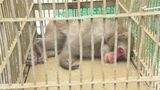 住宅街に現れたサルを捕獲　バナナなどでおびき寄せ 網で捕まえる　24日から目撃情報が相次ぎ　かまれるなど住民ら３人けが　29日には「サルが窓ガラスをたたいている」と通報も|TBS NEWS DIG