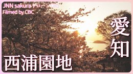 夕日に染まる桜 愛知県・蒲郡市 西浦園地【JNN sakuraドローンDIG 2023】|TBS NEWS DIG