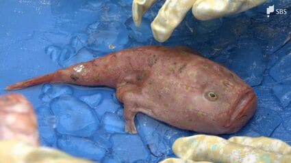 深海魚の柔らかな感触や独特の形を手に取って楽しむイベント 駿河湾の