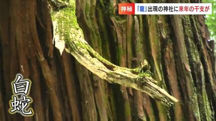 昨年「龍」が出現した御神木に、今度は来年の干支「蛇」が現れた