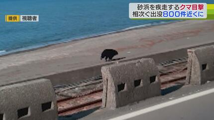 クマが砂浜疾走も 後を絶たないクマ出没「恐怖感がすごかった」襲われ