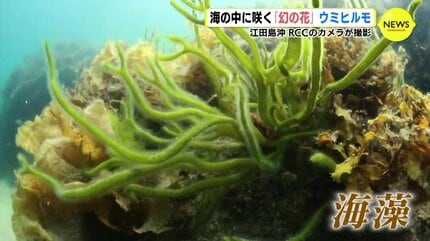 海の中に咲く「幻の花」ウミヒルモ 広島・江田島沖で撮影 | RCC NEWS