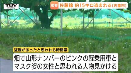 素人ではない」「軸ごと盗み商品として出荷か」 収穫直前のさくらんぼ