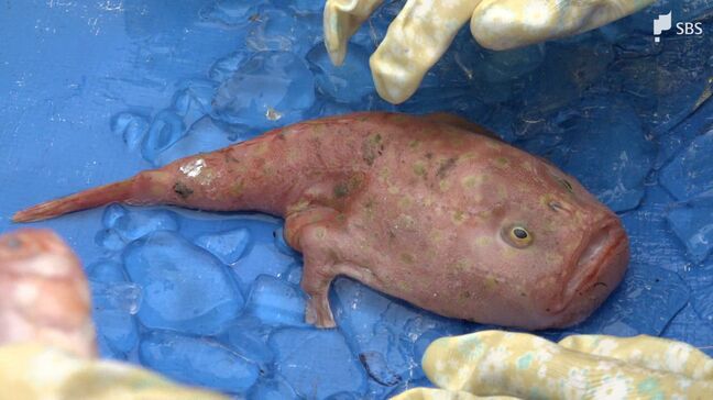 深海魚の柔らかな感触や独特の形を手に取って楽しむイベント 駿河湾の深海魚漁の基地「戸田漁港」=静岡|TBS NEWS DIG