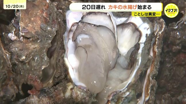 「水温下がることを期待」カキの水揚げ始まる 猛暑の影響で例年より20日遅れ 広島・東広島市|TBS NEWS DIG