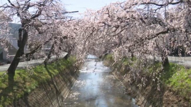 「見事なシダレザクラが満開で癒されますね」このところの暖かさで一気に満開 愛媛県・内子町|TBS NEWS DIG