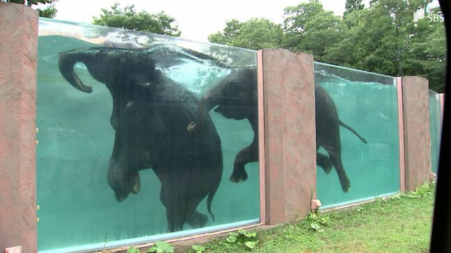 「ゾウさん涼しそう！」富士サファリパーク「泳ぐゾウ」子どもたちに人気=静岡・裾野市|TBS NEWS DIG