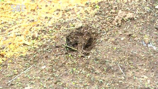 クマの目撃情報　長野県内各地で相次ぐ　警察などが注意呼びかけ　中野市では小学校近くで1頭目撃　飯田市では民家の敷地内で2頭のクマ|TBS NEWS DIG