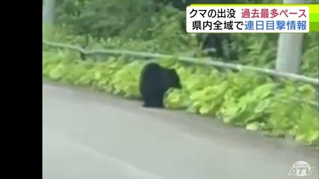 クマの出没　過去最多ペース　青森県内全域で連日目撃情報|TBS NEWS DIG