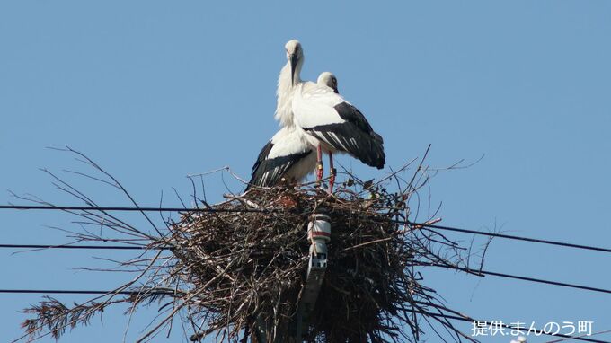 香川県で初　国の特別天然記念物コウノトリのヒナがまんのう町で誕生　離れた場所からの観察を呼びかけ|TBS NEWS DIG