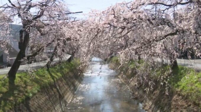 「見事なシダレザクラが満開で癒されますね」このところの暖かさで一気に満開 愛媛県・内子町|TBS NEWS DIG