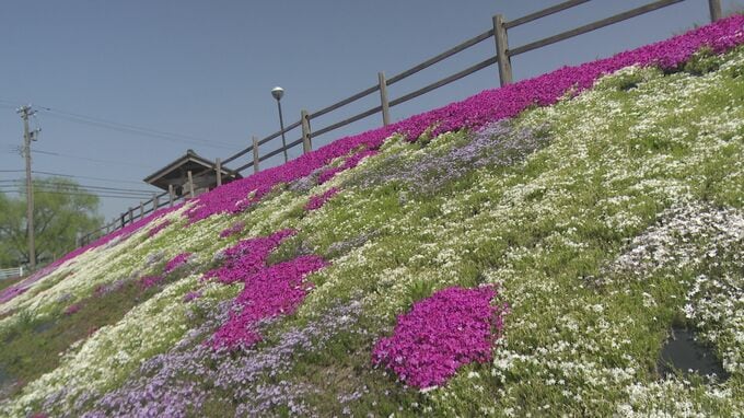 「鮮やかな花のじゅんたん」小松でシバザクラ　見ごろ　|　石川県のニュース｜MRO北陸放送