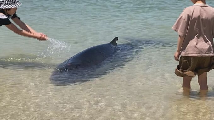 クジラが海浜公園に迷い込む　沖に帰すも再び海岸へ　その後死ぬ　山口県下関市　|　山口のニュース・天気・防災｜tys NEWS｜ｔｙｓテレビ山口